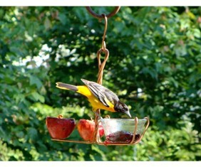 sehhfrjl - Wild Bird Depot Fruit & Jelly/Mealworm Oriole Bird Feeder