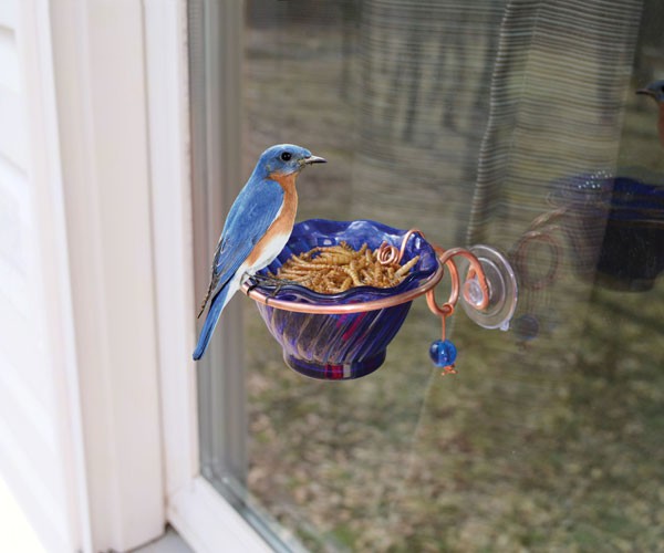 SEHHBBWF - Copper Bluebird Mealworm Window Feeder
