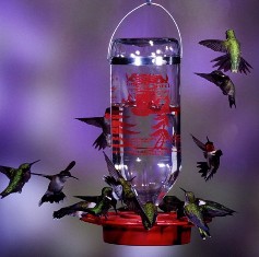 Best 32 Hummingbird Feeder