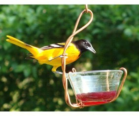 Single Jelly Cup Oriole Feeder