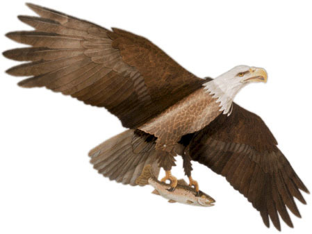 Jackite Eagle Kite EA
