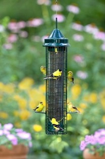 bd1016 - Squirrel Buster Squirrel Proof Finch Feeder